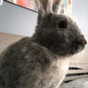 Meet your Posher, Lily